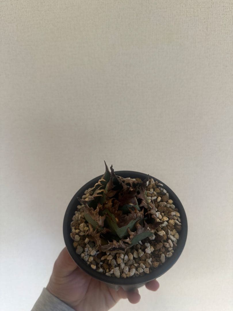 アガベ チタノタ　不良　子株