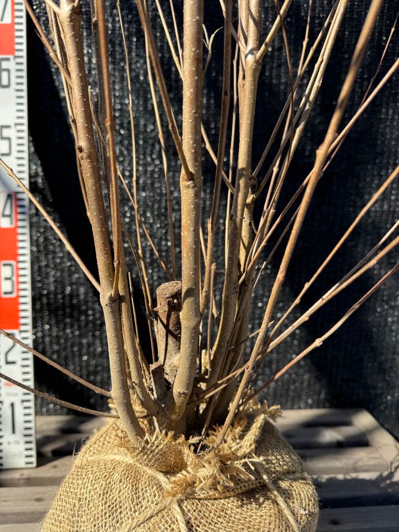 桂（カツラ）植木　庭木　【品番3545】