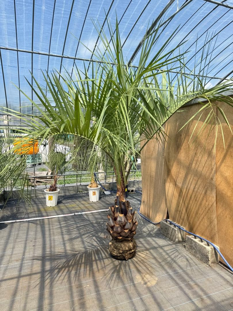 ココスヤシシルバーリーフ【極太】葉先230cm幹回り110cm 幹高50cm