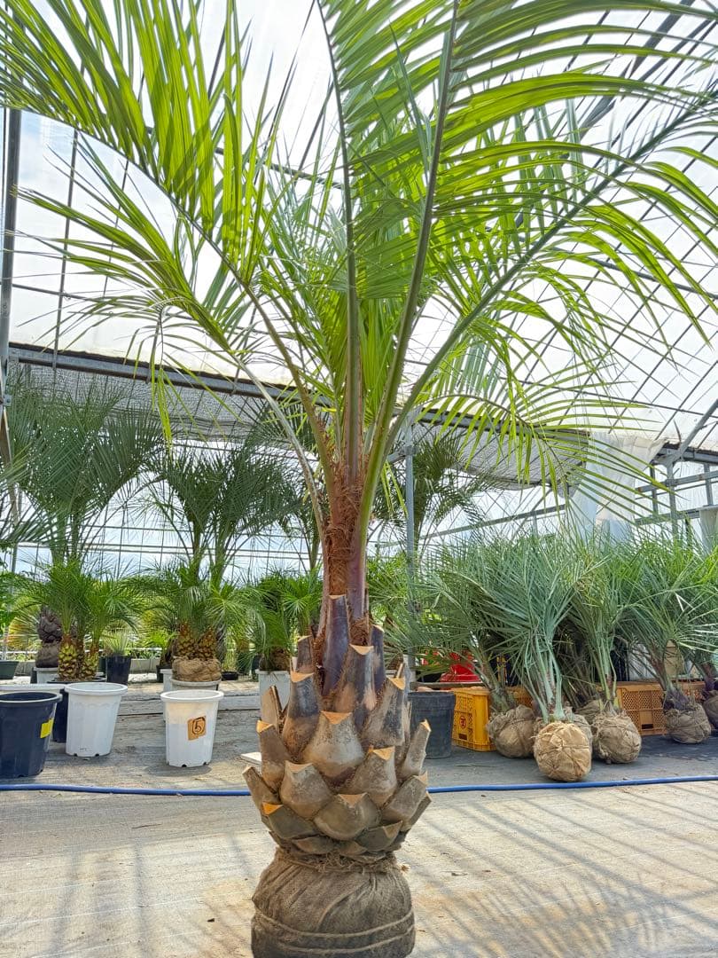 ココスヤシシルバーリーフ【極太】葉先230cm幹回り110cm 幹高50cm