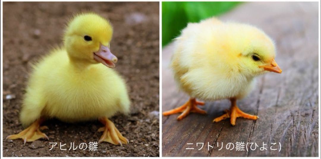 ロシア雑貨☆イースターエッグ　オーナメント 『アヒルの雛』マトリョーシカ