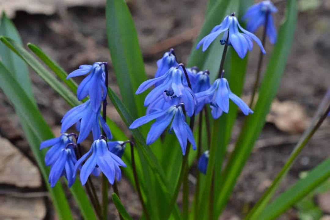 ロシア雑貨☆イースターエッグ　オーナメント 『アヒルの雛』マトリョーシカ