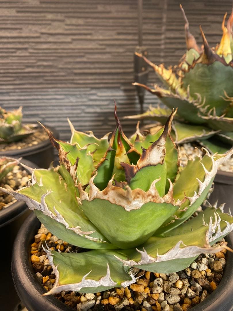 アガベ　オテロイ　実生