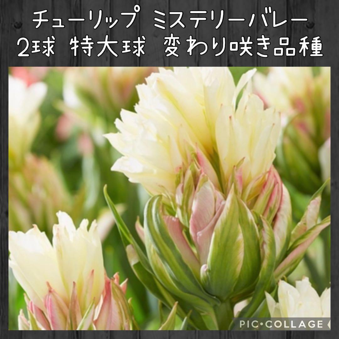 【球根セット】プレミアムチューリップ 球根セット 2球×3種 原種チューリップ付