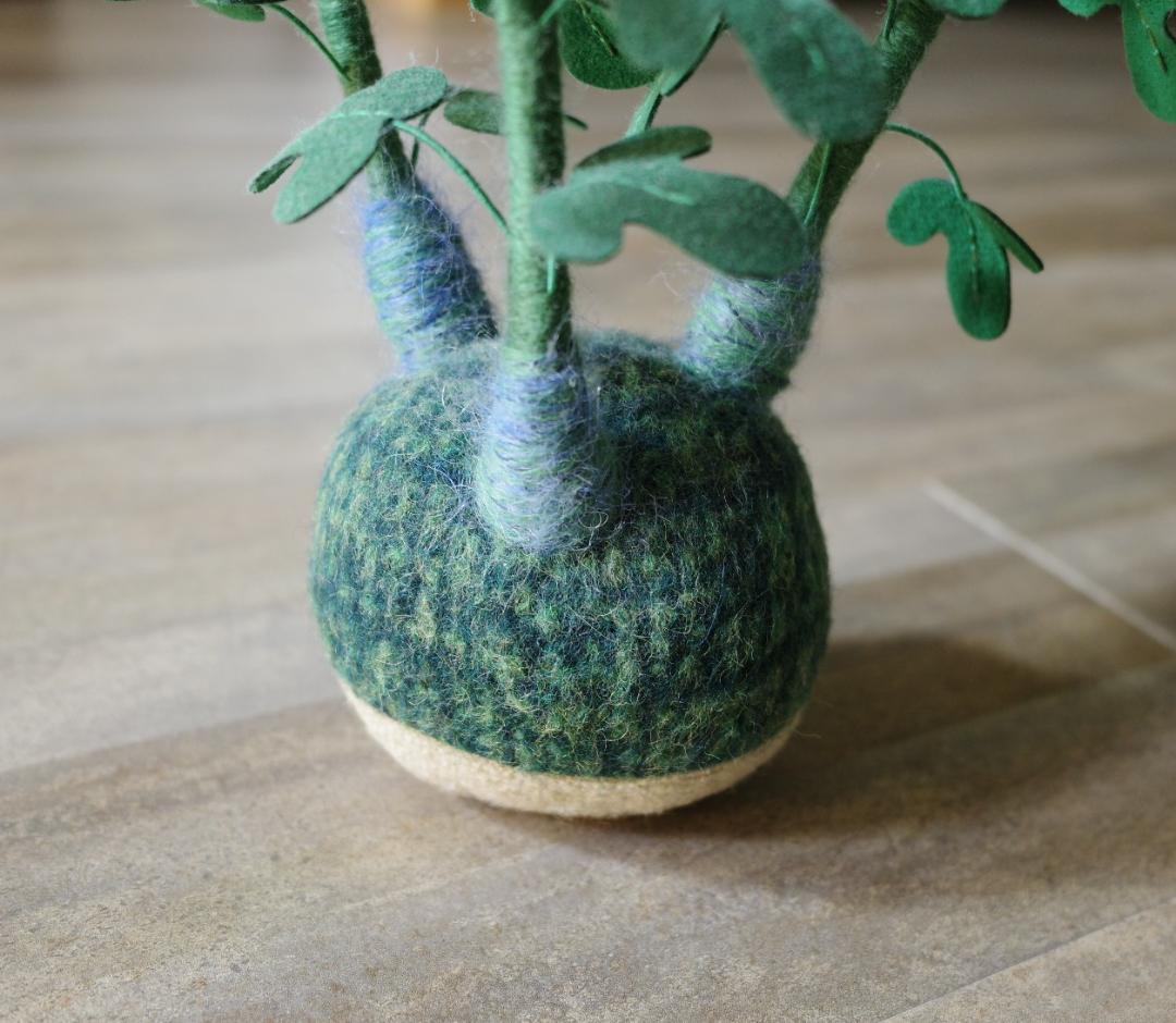 miamaua アデニアグラウカ