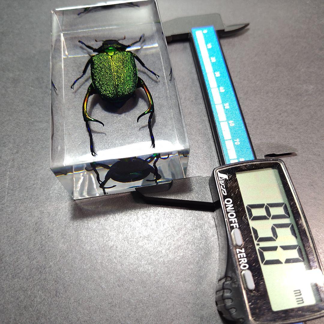 コガネムシ レジン封入標本