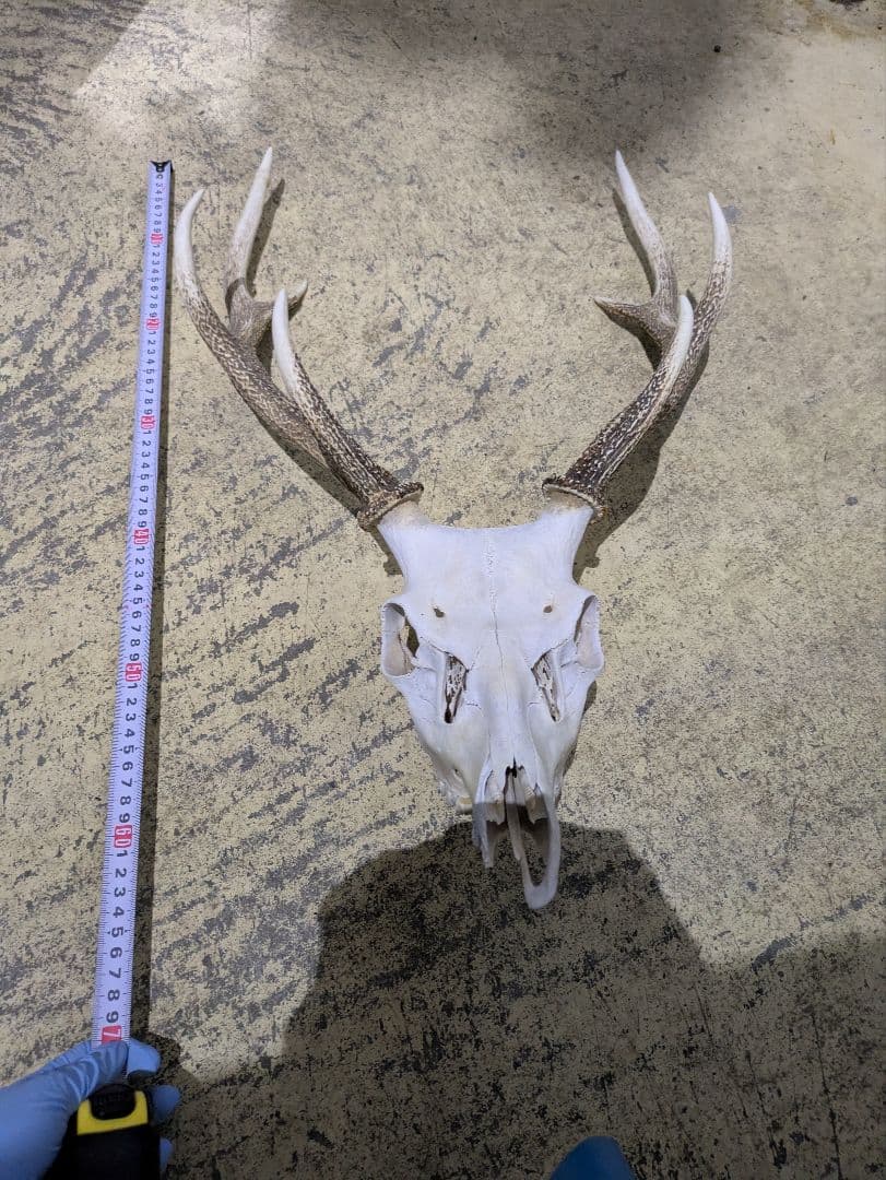 九州鹿　スカルトロフィー