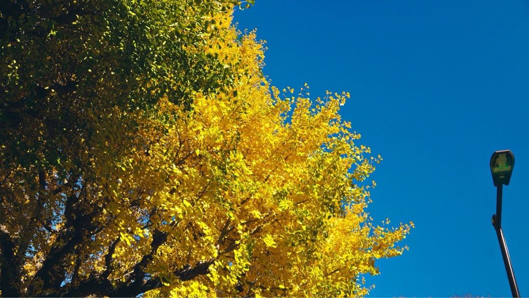 【流星光】SONY ZV-E10 + SIGMA レンズ