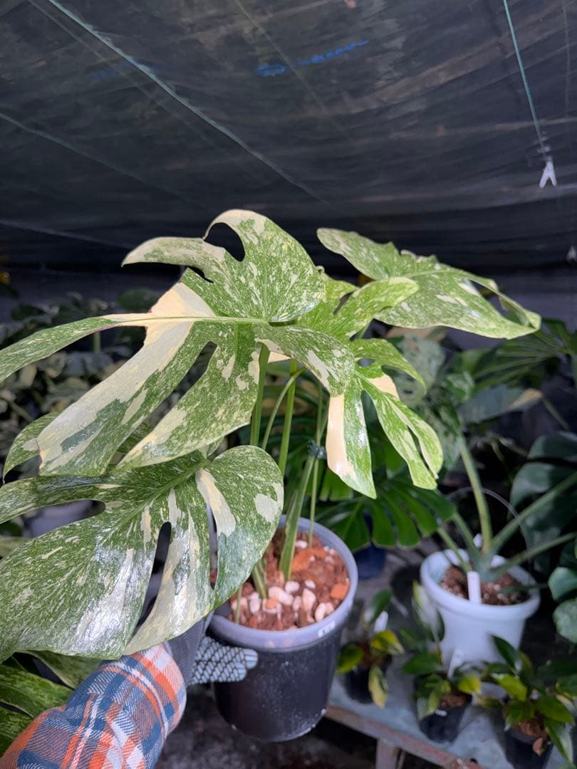 6-1モンステラ　レガシー　美斑入り　送料無料