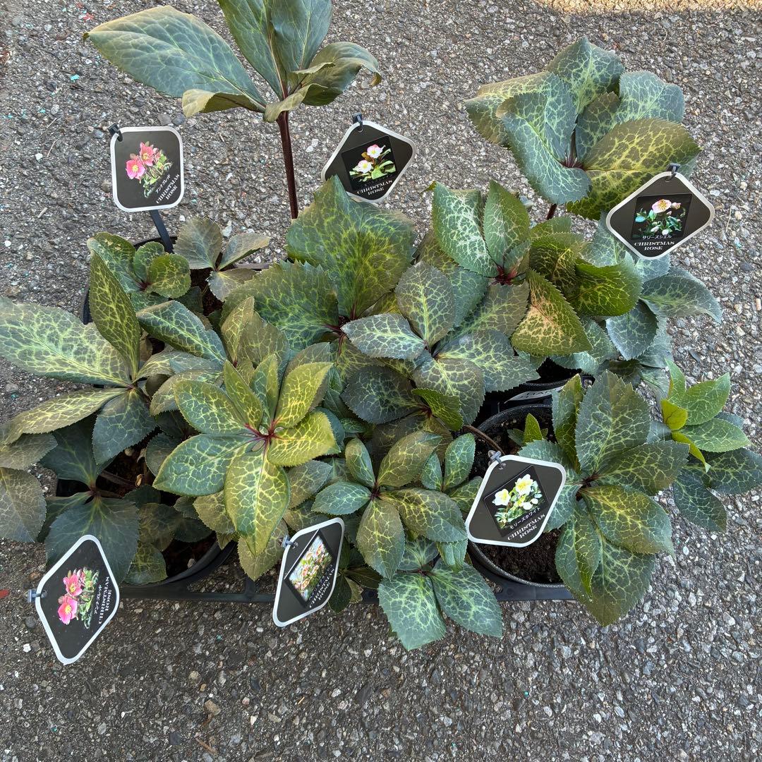 クリスマスローズ6鉢MIX アンナズレッドなど　蕾なし