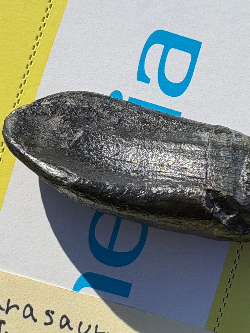 Camarasaurus 化石 後期ジュラ紀 モリソン層