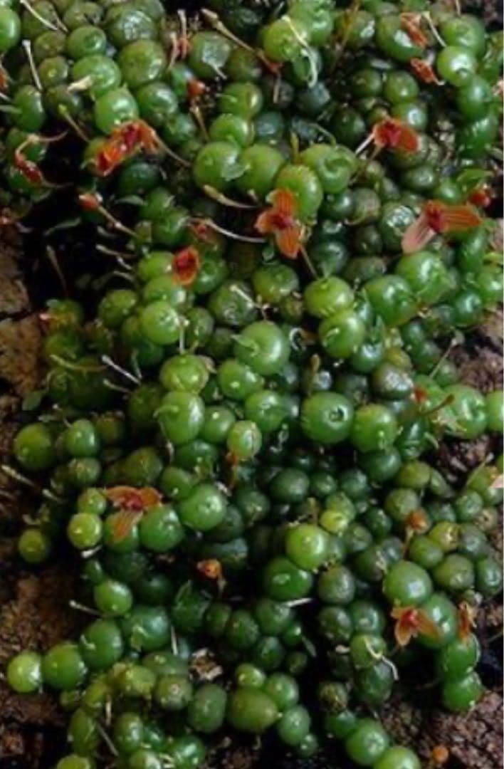 Bulb moniliforme ぶつぶつミニチュアオーキッド珍奇植物エクアドル