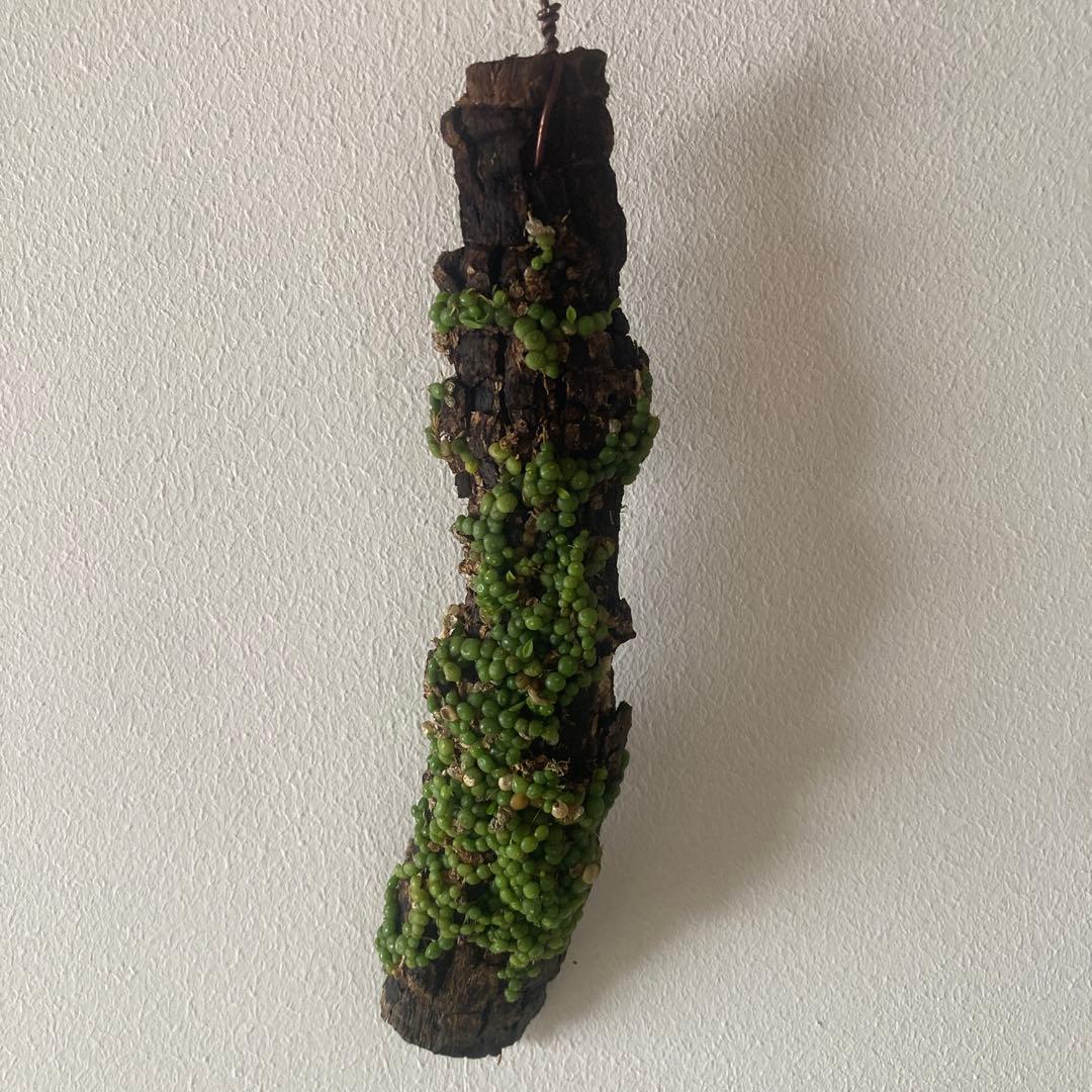 Bulb moniliforme ぶつぶつミニチュアオーキッド珍奇植物エクアドル