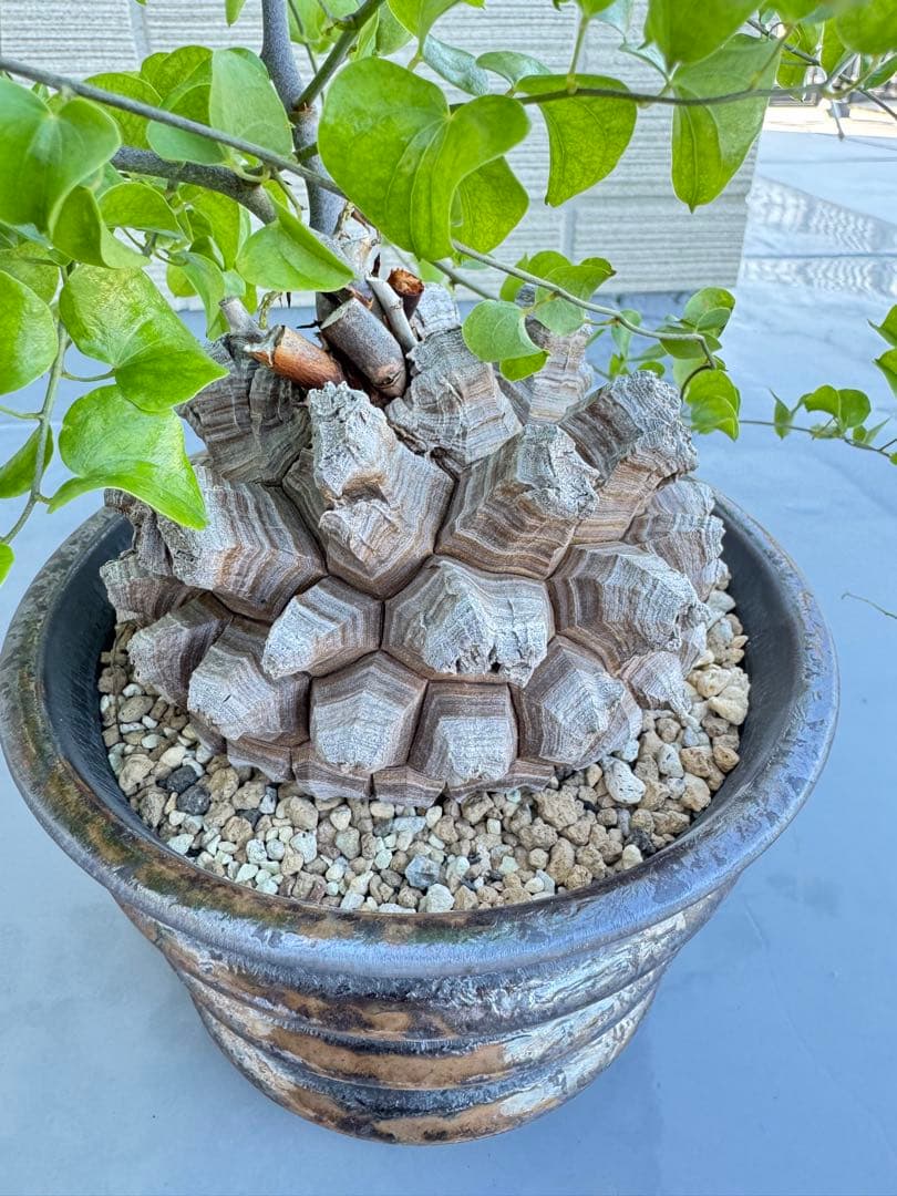 rawlifefactory ローライフファクトリー 長谷川亀甲竜