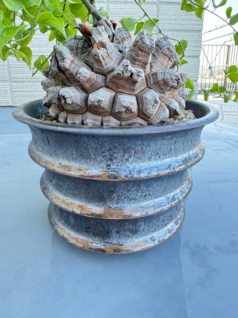 rawlifefactory ローライフファクトリー 長谷川亀甲竜