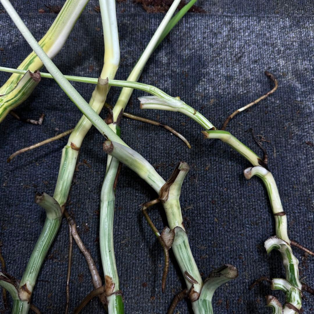 雨*♪様 斑入りモンステラホワイトタイガー大茎5株おまとめ