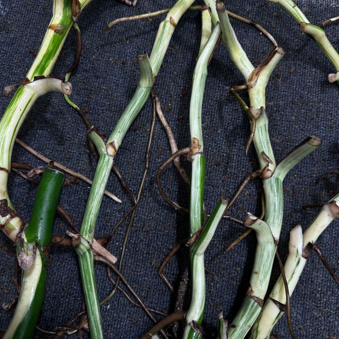 雨*♪様 斑入りモンステラホワイトタイガー大茎5株おまとめ