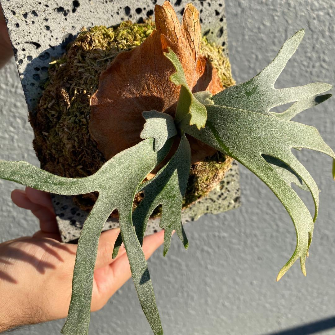 ビカクシダ・バクテリア　胞子培養株　【ペトペンチア】