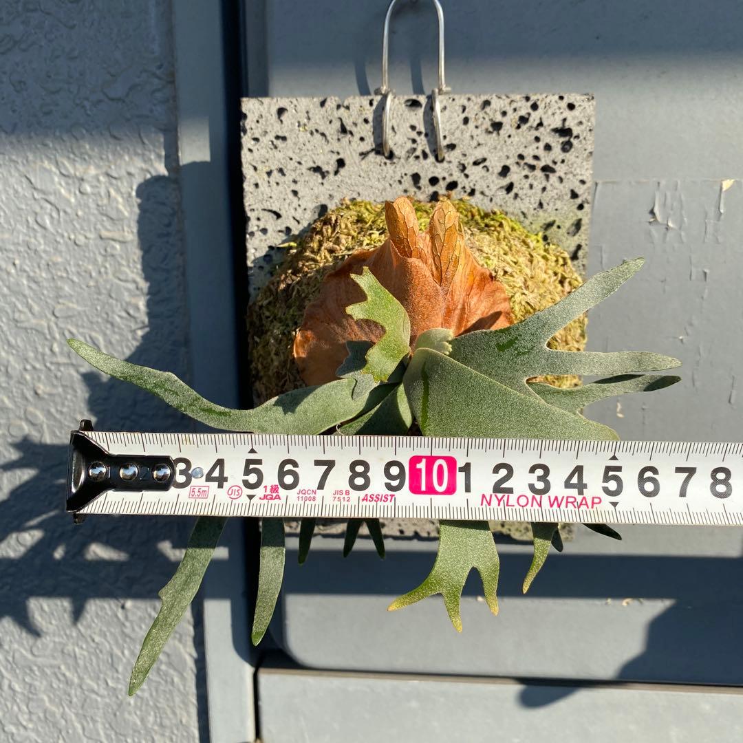 ビカクシダ・バクテリア　胞子培養株　【ペトペンチア】