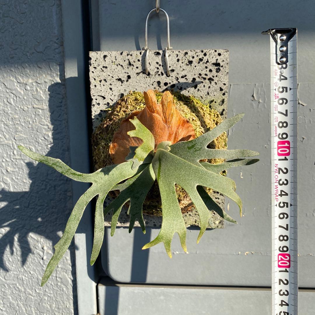 ビカクシダ・バクテリア　胞子培養株　【ペトペンチア】