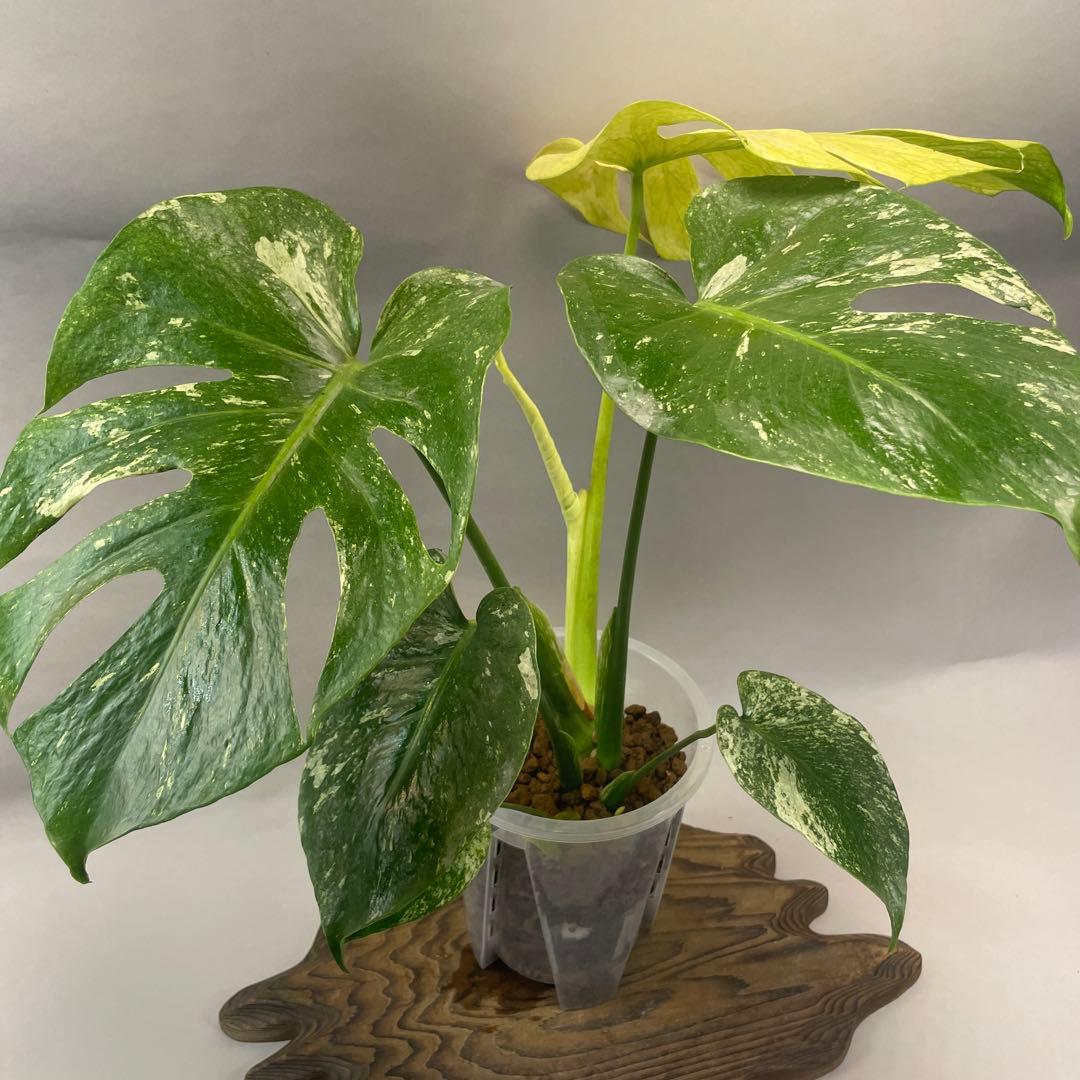 a105ホワイトモンスター 天津蘭 モンステラ斑入り