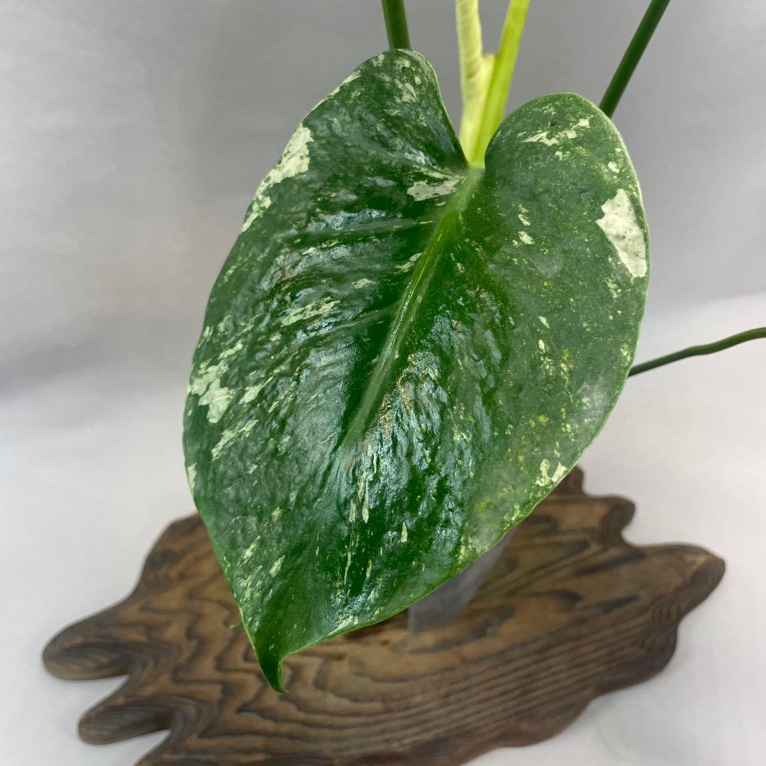 a105ホワイトモンスター 天津蘭 モンステラ斑入り