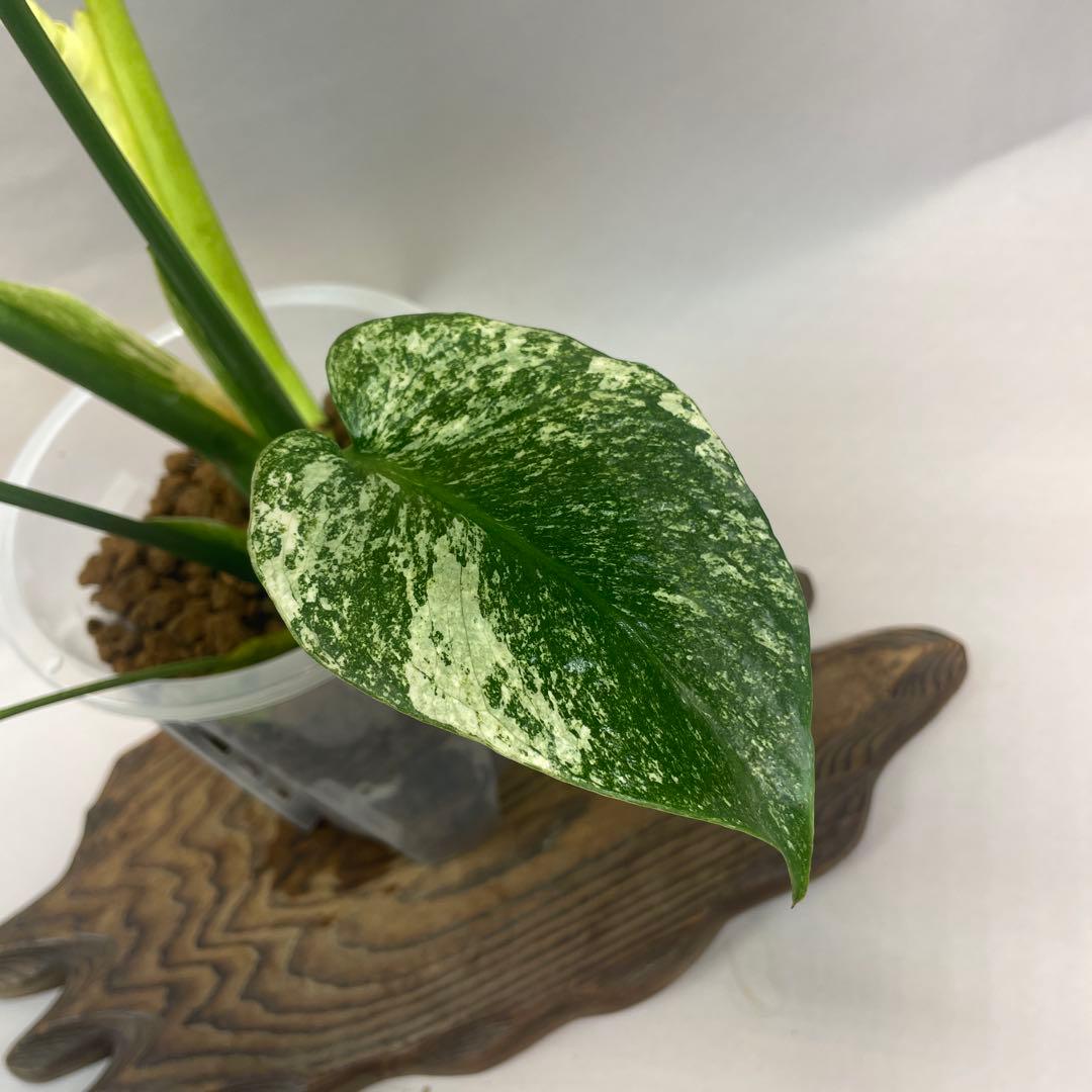 a105ホワイトモンスター 天津蘭 モンステラ斑入り