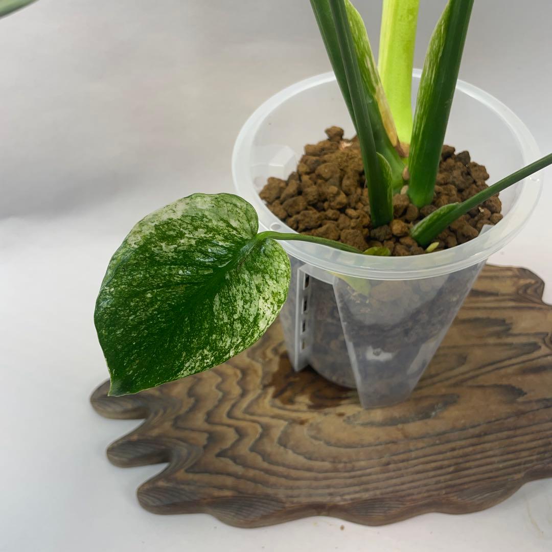 a105ホワイトモンスター 天津蘭 モンステラ斑入り