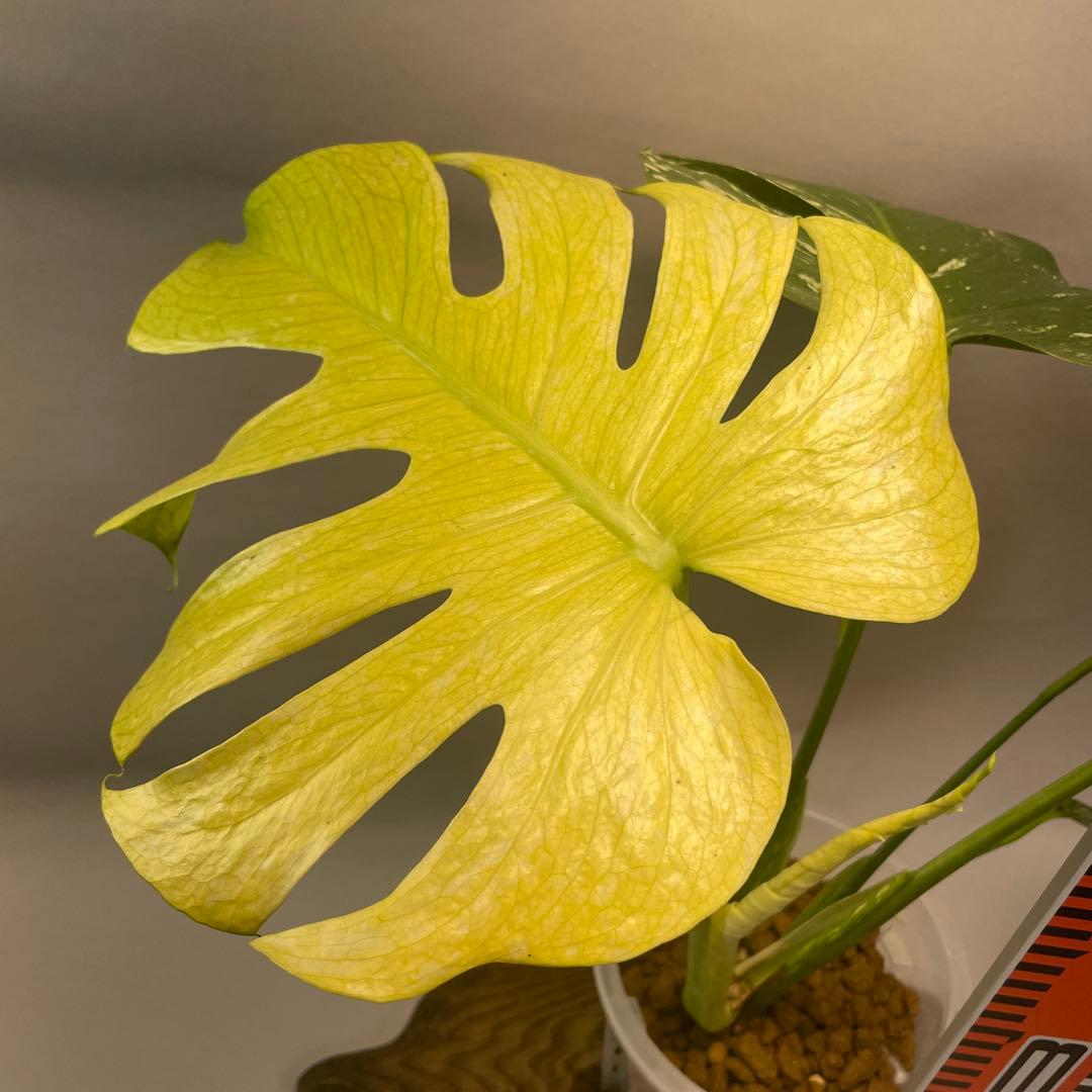 a105ホワイトモンスター 天津蘭 モンステラ斑入り