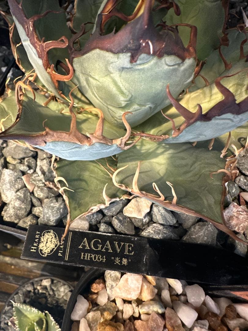 HP034 炎舞 検 麒麟 冰雹 麻花龍 台湾ゴジラ 選抜 実生 オテロイ