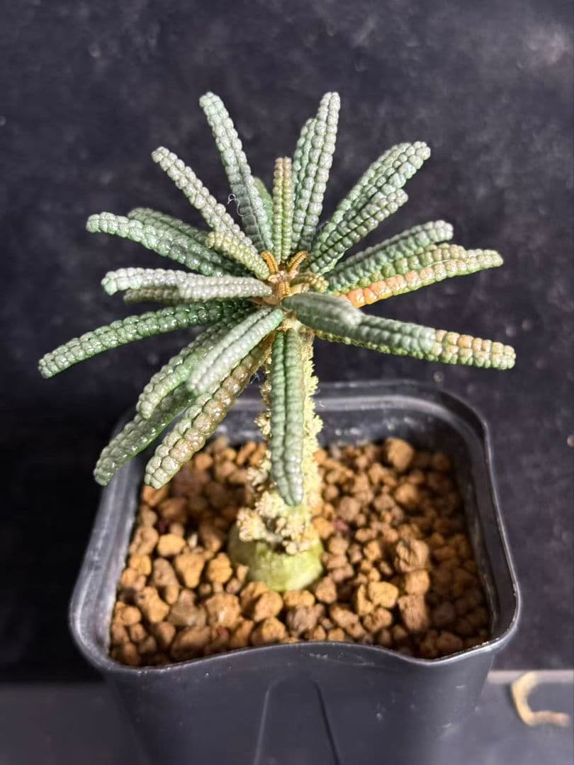 Y*i様 ドルステニア・ギガス ブルラタタイプ 実生株｜発根済み 鉢植え発送