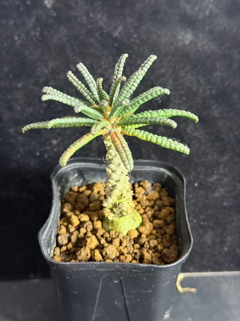 Y*i様 ドルステニア・ギガス ブルラタタイプ 実生株｜発根済み 鉢植え発送