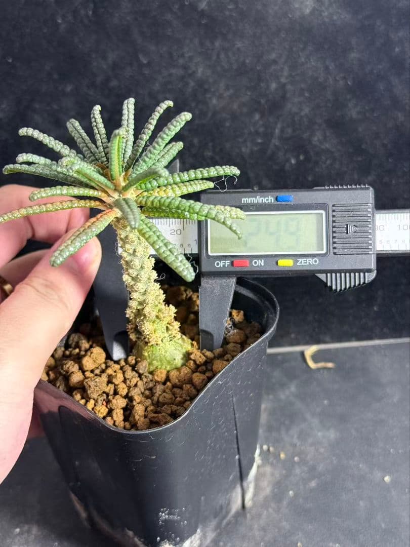 Y*i様 ドルステニア・ギガス ブルラタタイプ 実生株｜発根済み 鉢植え発送