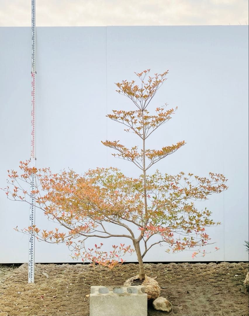 山採りドウダンツツジ　白花/817