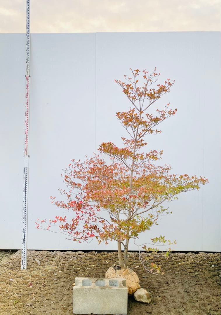 山採りドウダンツツジ　白花/817