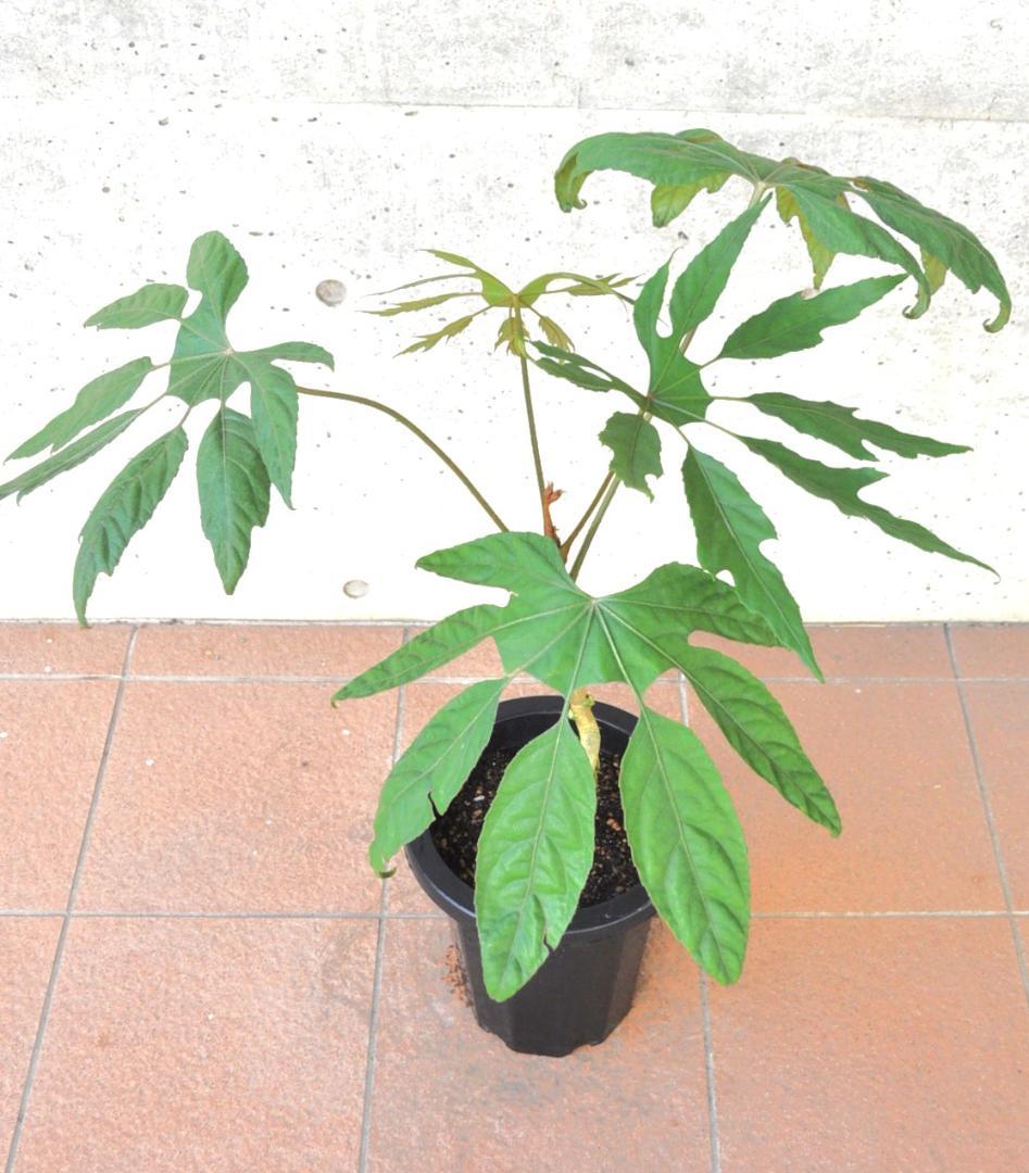 トレベシア 8号 78cm