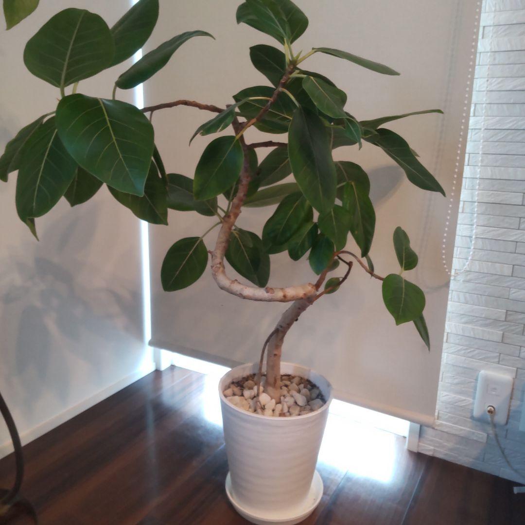 フィカス セアラート鉢付き