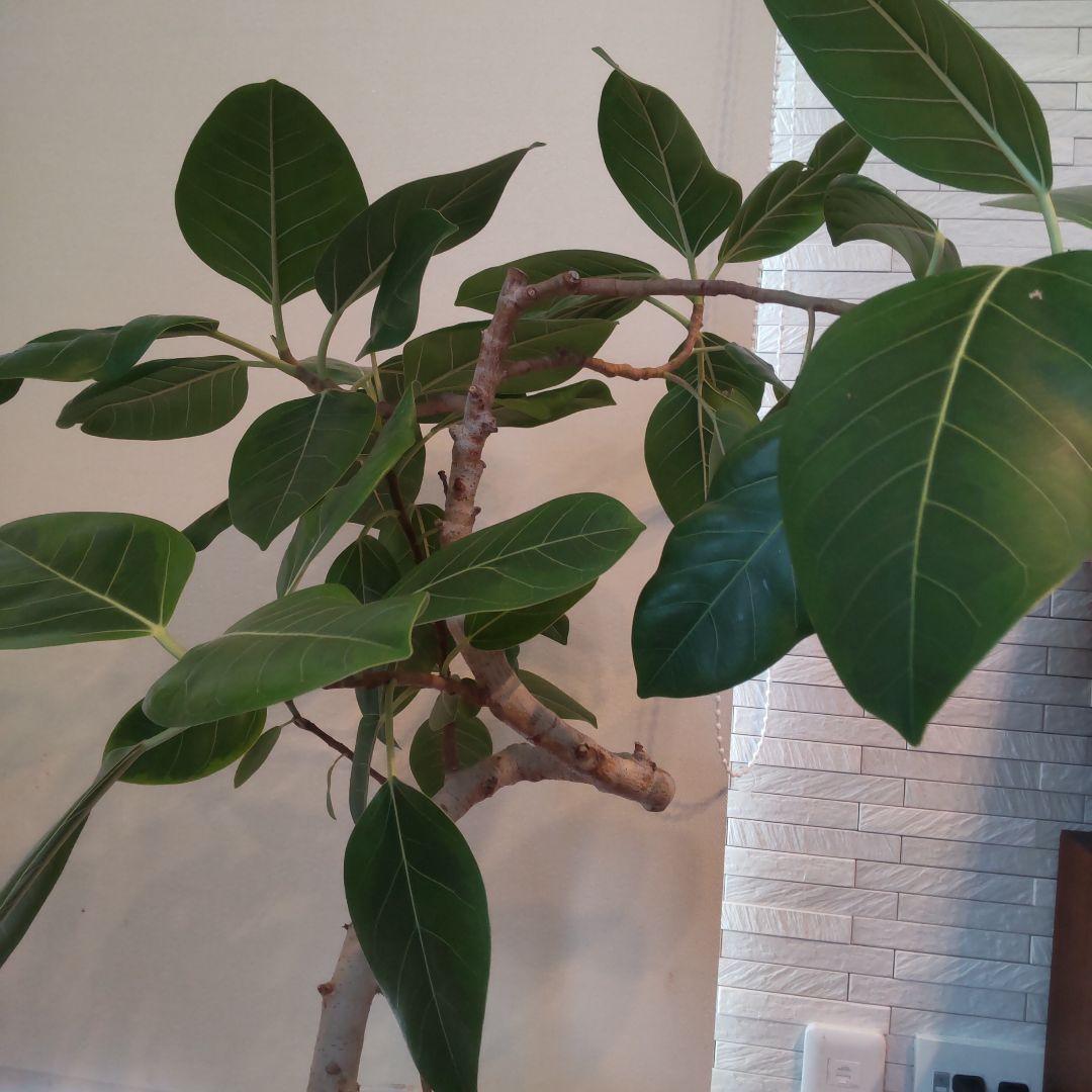 フィカス セアラート鉢付き