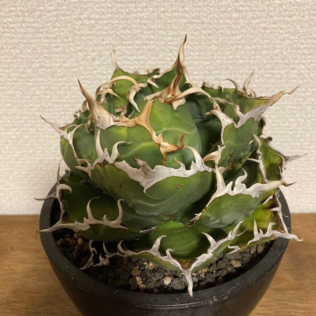 アガベ　チタノタ　白鯨　コレクション株