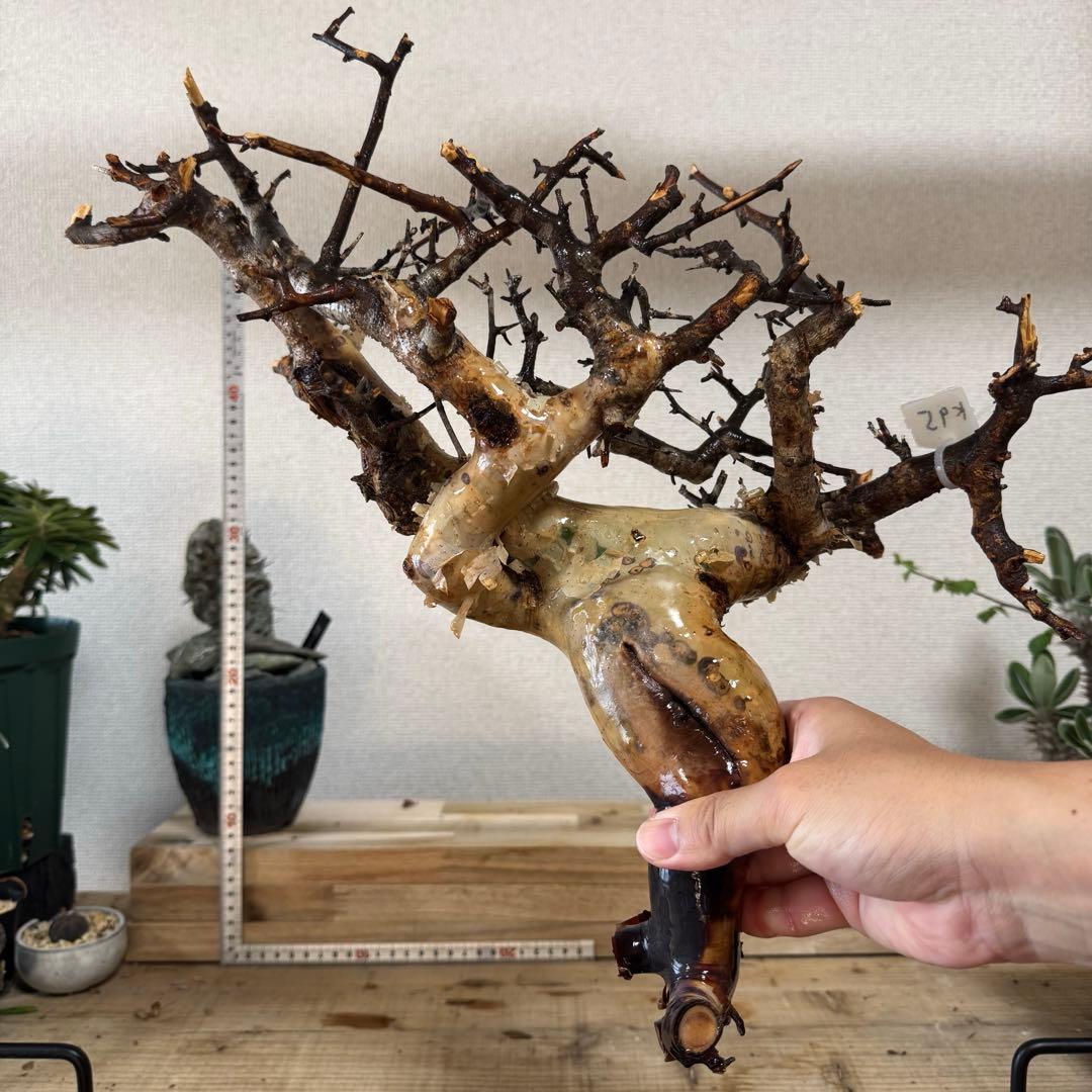 K95 コミフォラ ピュア カタフ ソマリア 現地株 新着 下処理済み