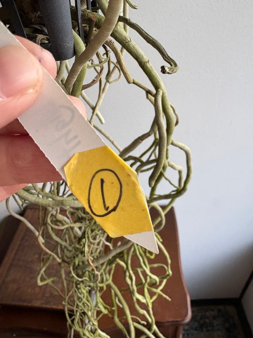 洋ラン バンダ 蘭 Renu Delight ツートン ①