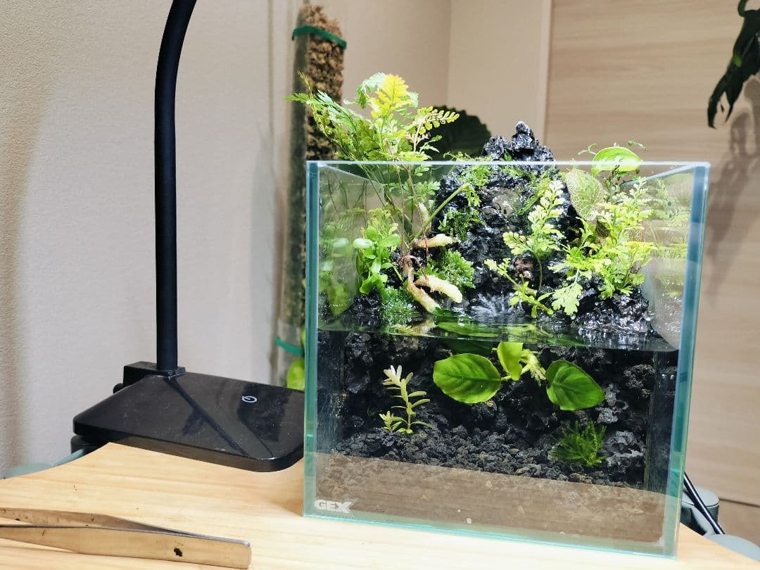 【rii】アクアテラリウム完成品_滝の流れる15cmキューブ水槽