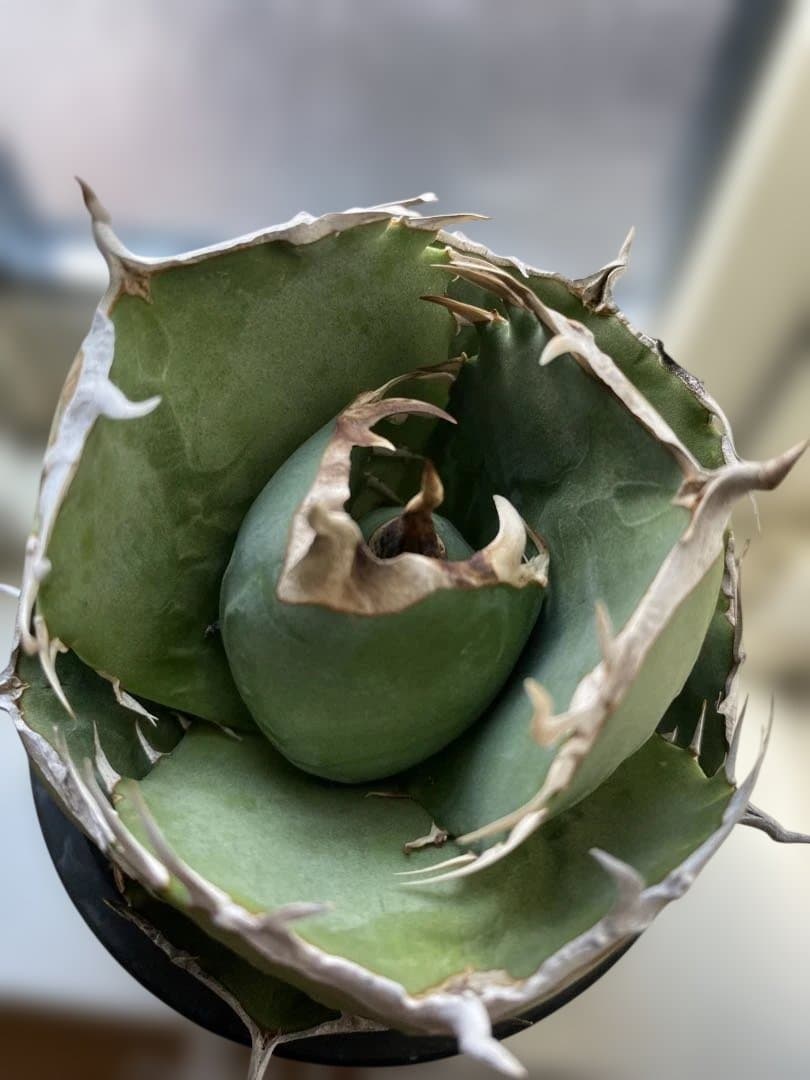 アガベ　ジャガーノート✖︎ＦO-076 ハイブリッド　まん丸