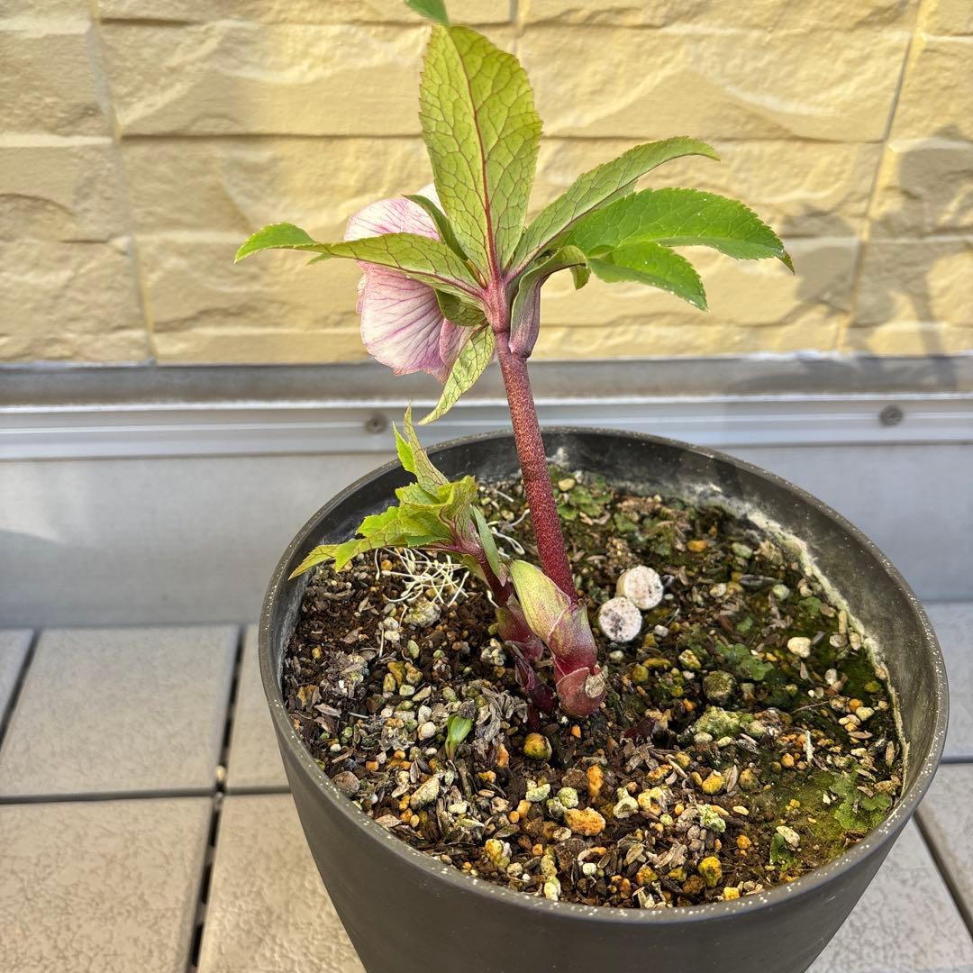 まい様ご購入品　認定ソレイユ　広瀬園芸　クリスマスローズ