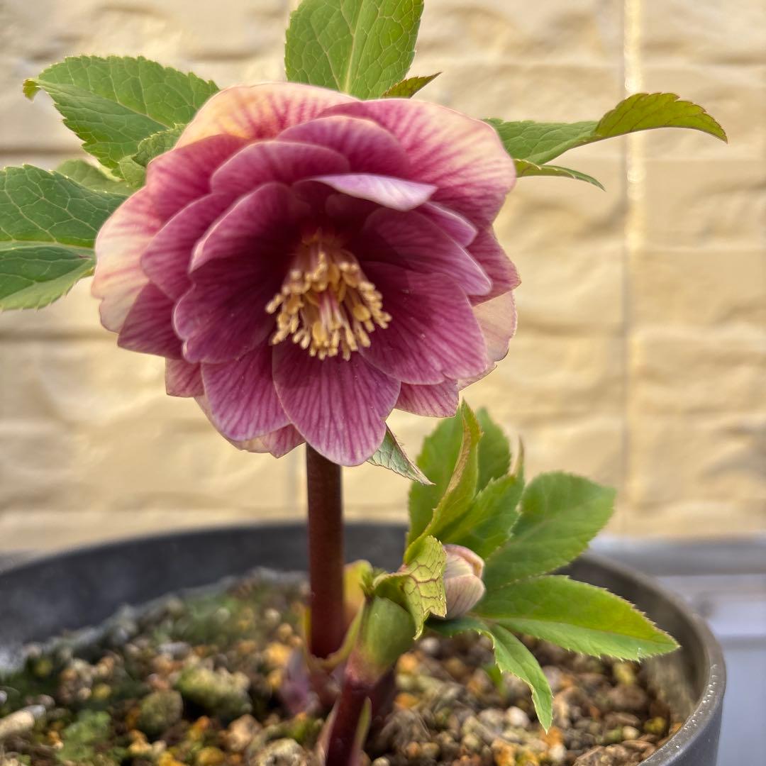 まい様ご購入品　認定ソレイユ　広瀬園芸　クリスマスローズ