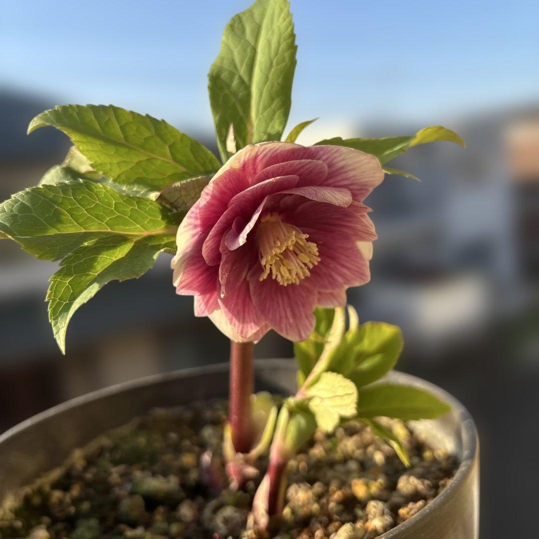 まい様ご購入品　認定ソレイユ　広瀬園芸　クリスマスローズ