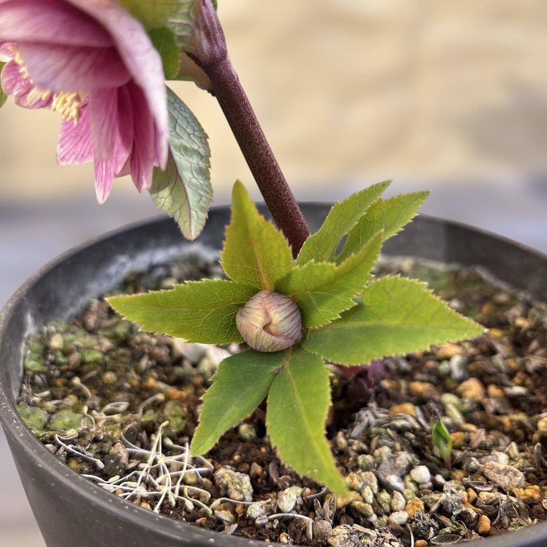 まい様ご購入品　認定ソレイユ　広瀬園芸　クリスマスローズ