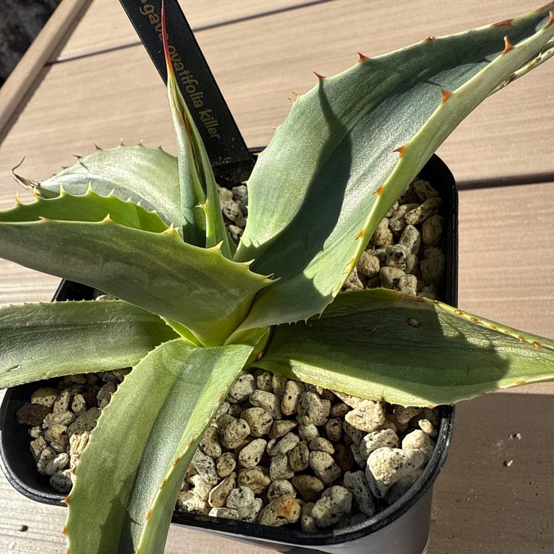 よ*ん様 アガベ　オバティフォリア　キラー