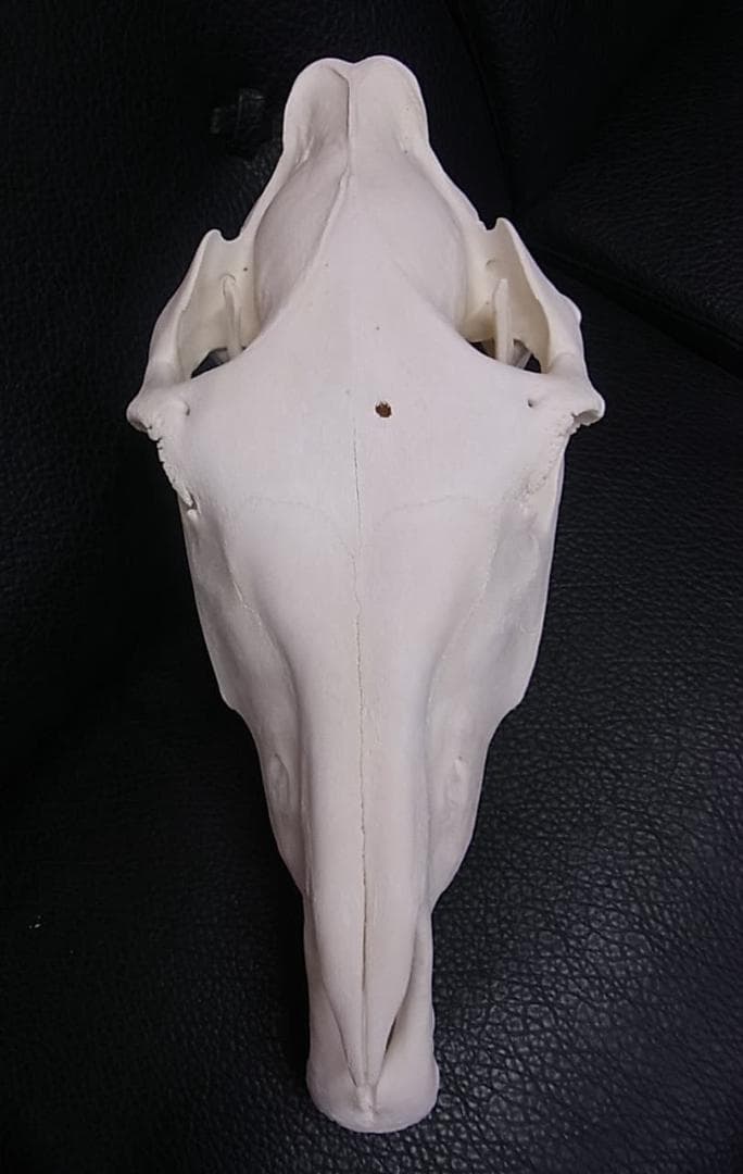 高品質！ ロバ（Donkey）頭骨　♂