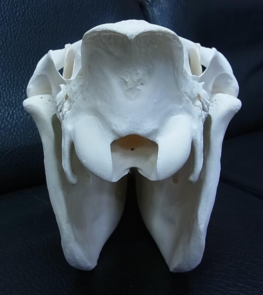 高品質！ ロバ（Donkey）頭骨　♂